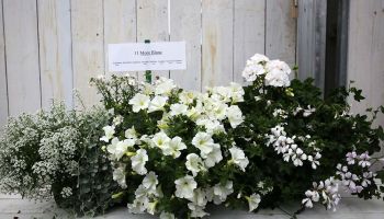 Blumen Arrangements Wolfsburg