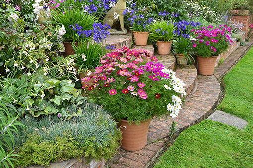 Blumen für Garten und Terrasse